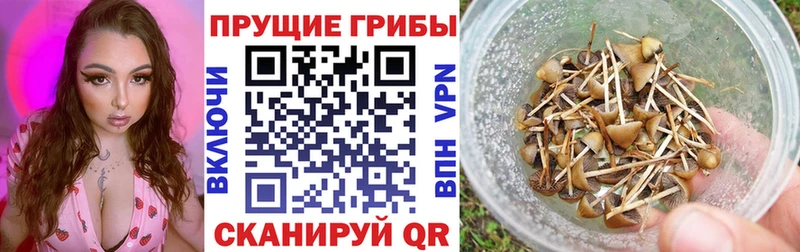 Галлюциногенные грибы Psilocybine cubensis  Курчалой 